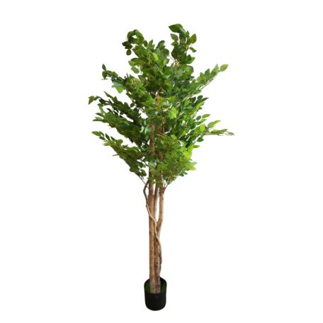 180 cm műficus cserépben