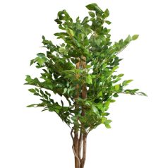 180 cm műficus cserépben