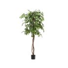 180 cm műficus cserépben