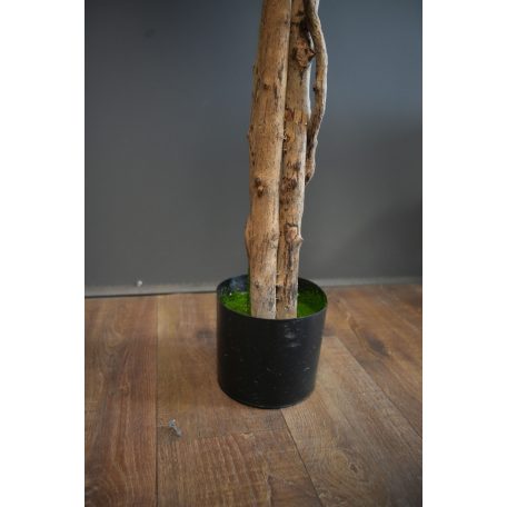 180 cm műficus cserépben