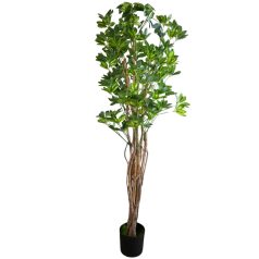 180 cm-es mű Schefflera chinensis cserépben