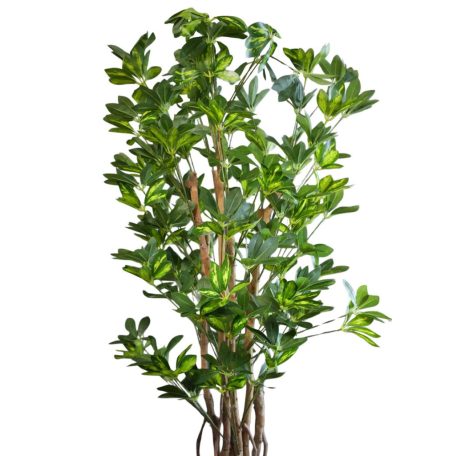 180 cm-es mű Schefflera chinensis cserépben