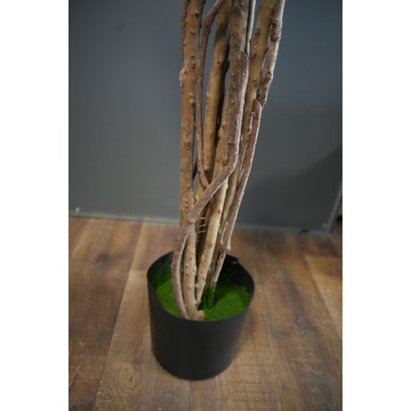 180 cm-es mű Schefflera chinensis cserépben