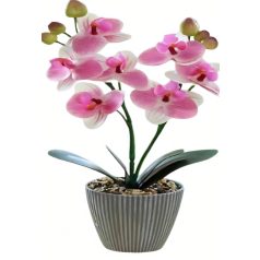 33 cm mű Phalaenopsis cserépben