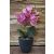 33 cm mű Phalaenopsis cserépben