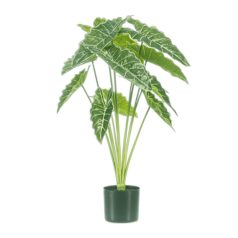 70 cm mű alocasia cserépben